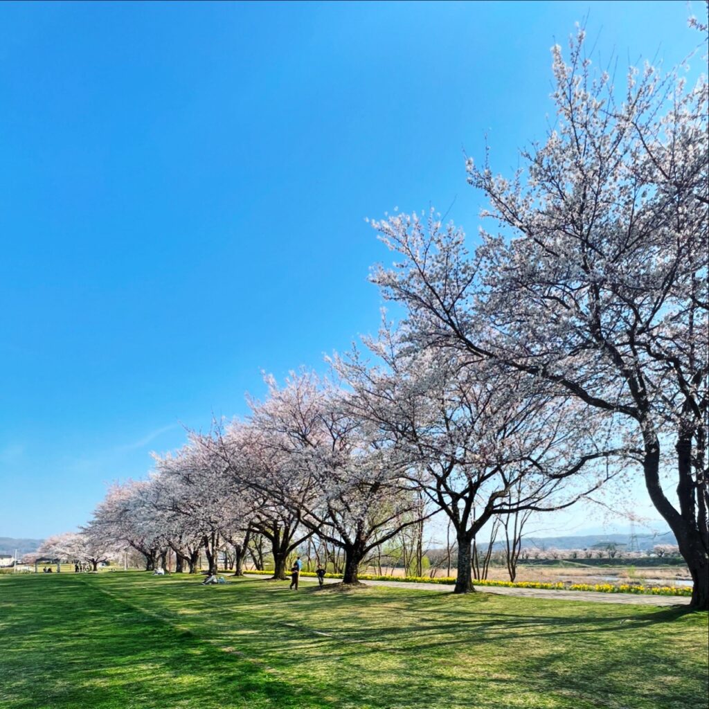 佐久も桜が見頃です